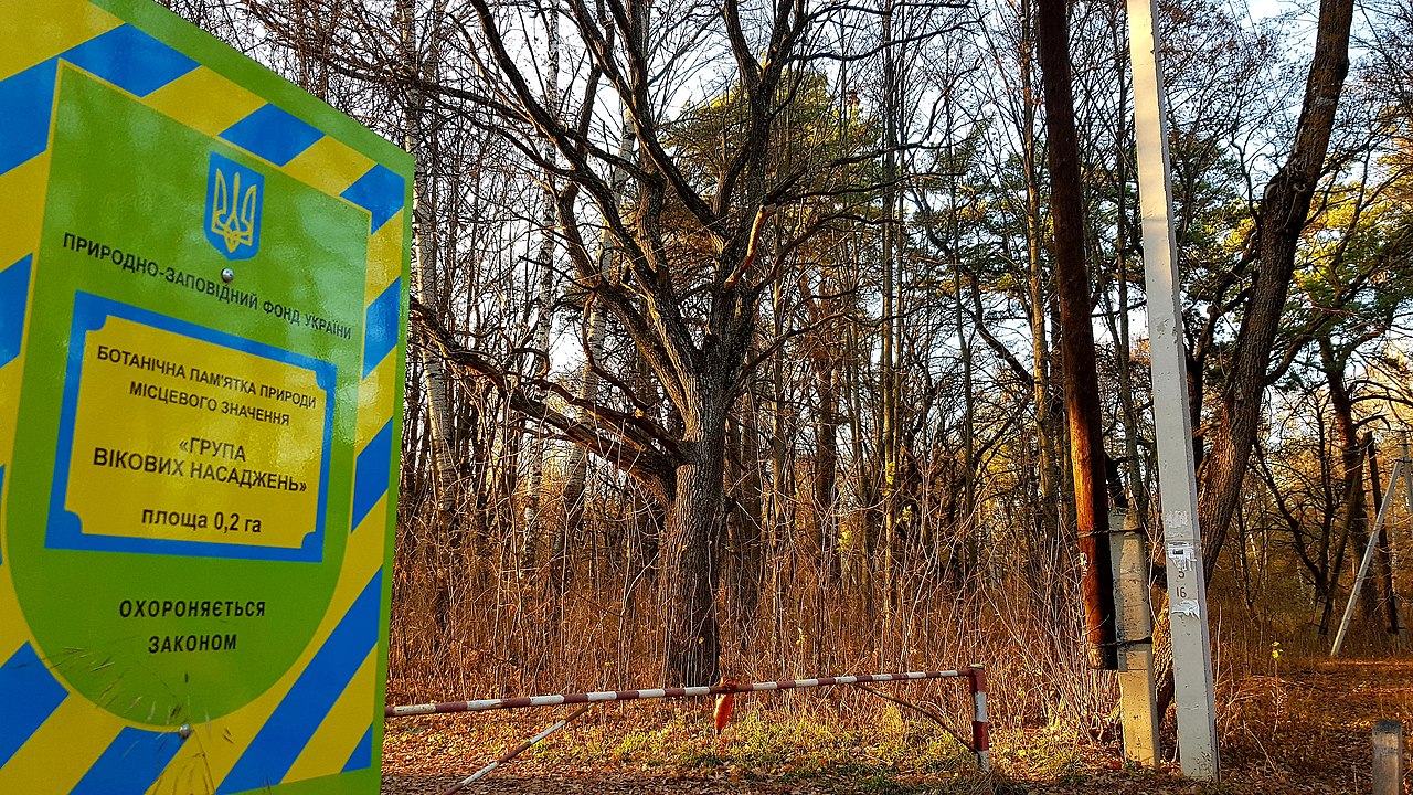 Файл:Вековые дубы (Урочище Святое).JPG