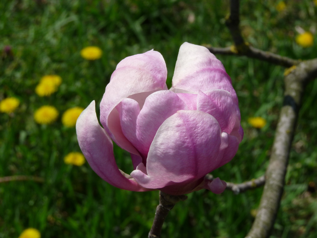 Цветущая магнолия