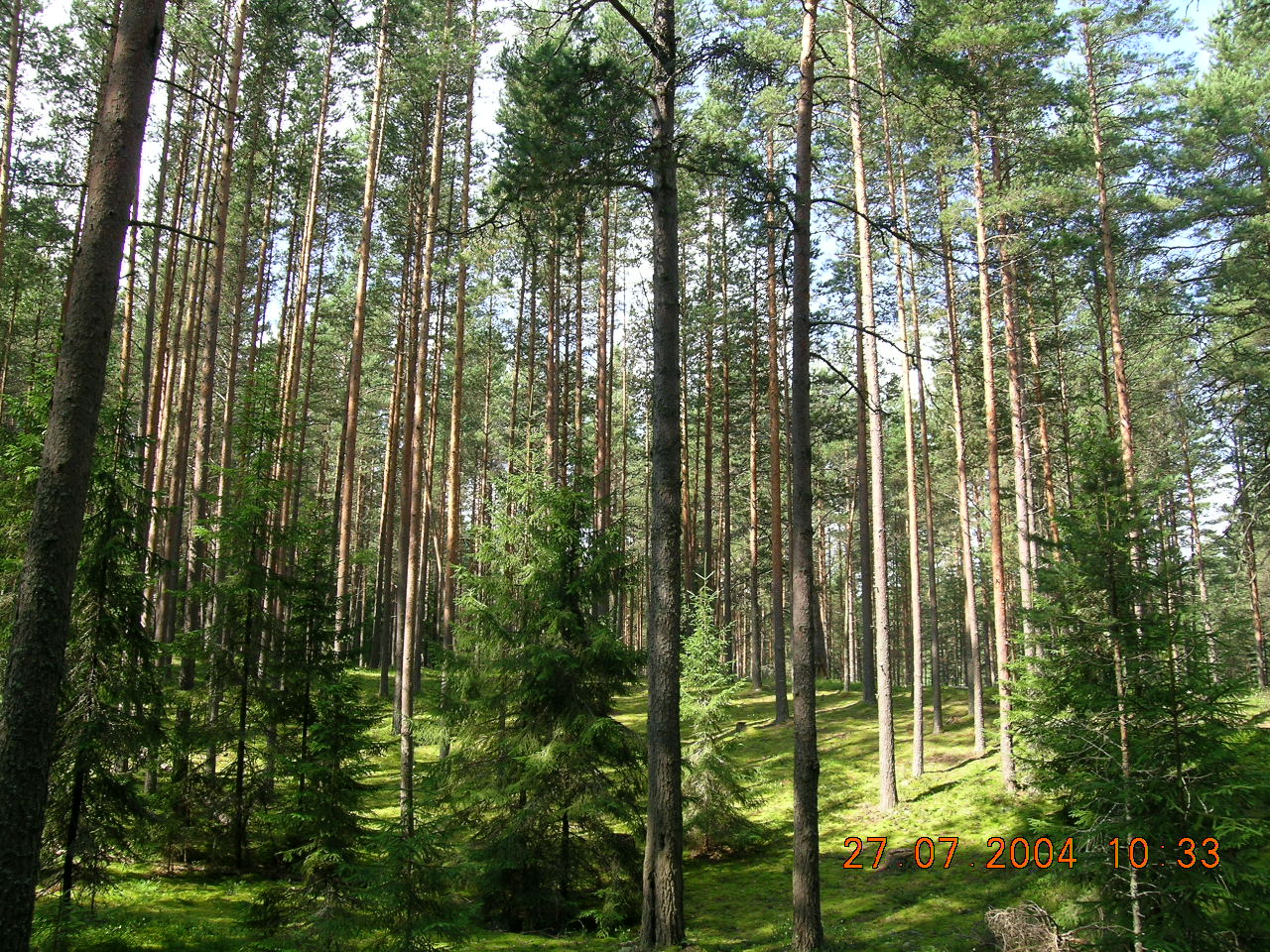 Сосновый лес