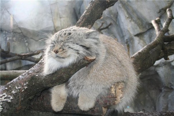 Manul 16.jpg