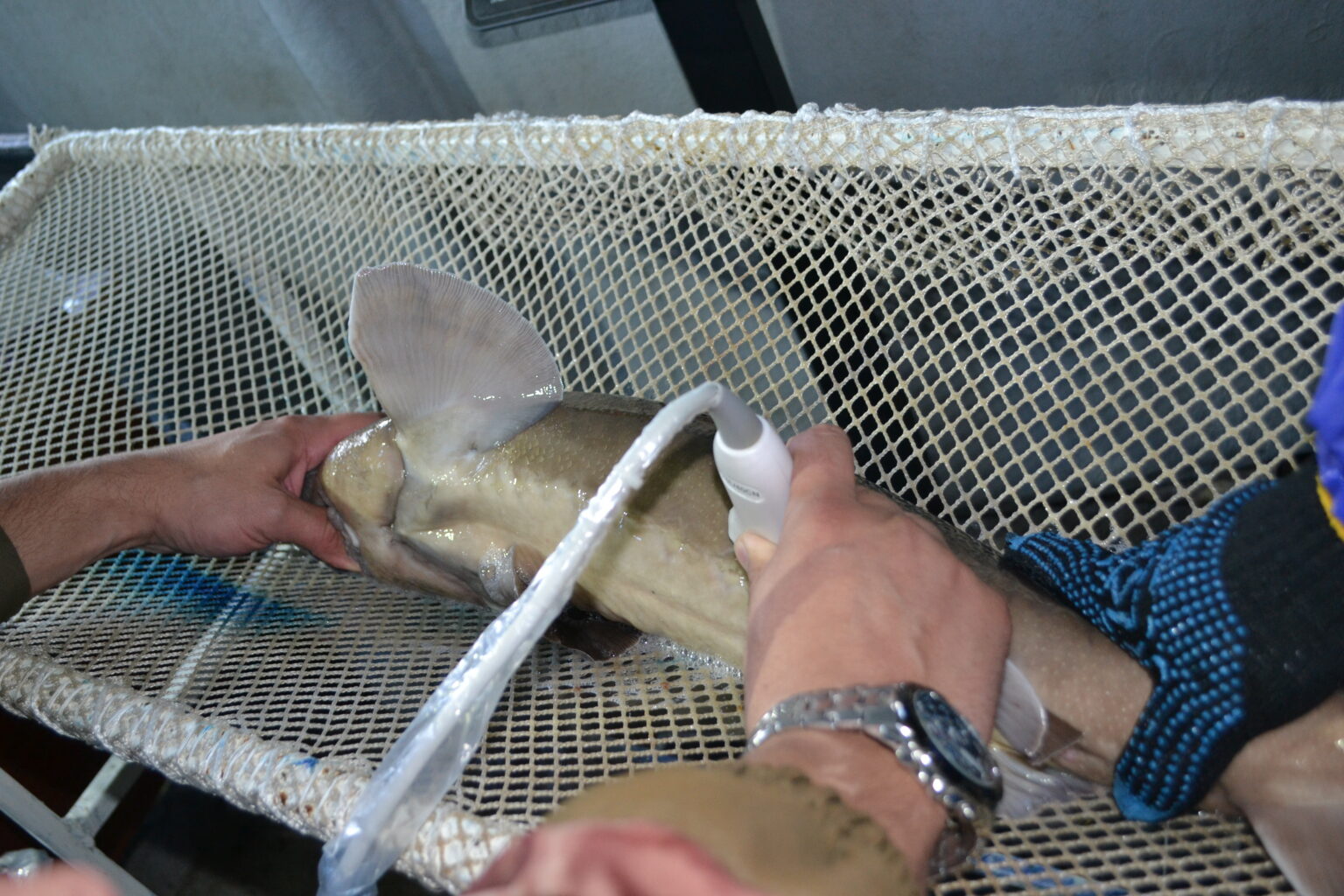 Сибирский осётр