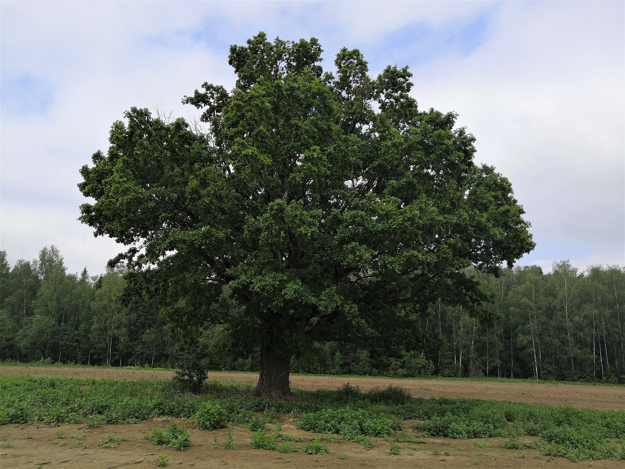 дуб черешчатый