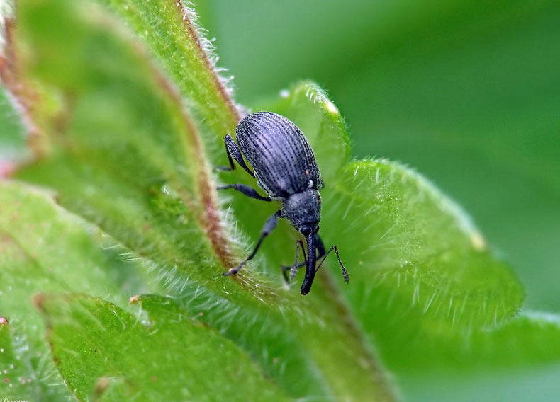 Curculionidae 13.jpg