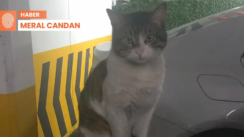 Файл:Eros cat.jpg