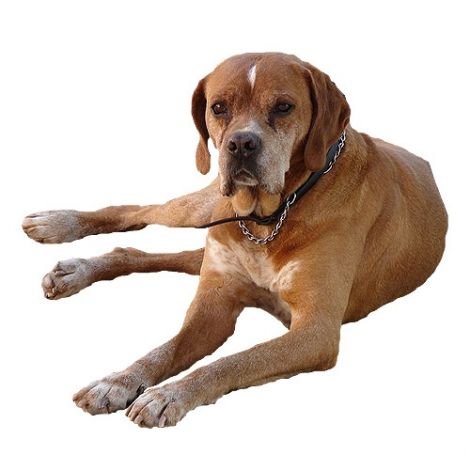 Файл:Португальский пойнтер.jpg