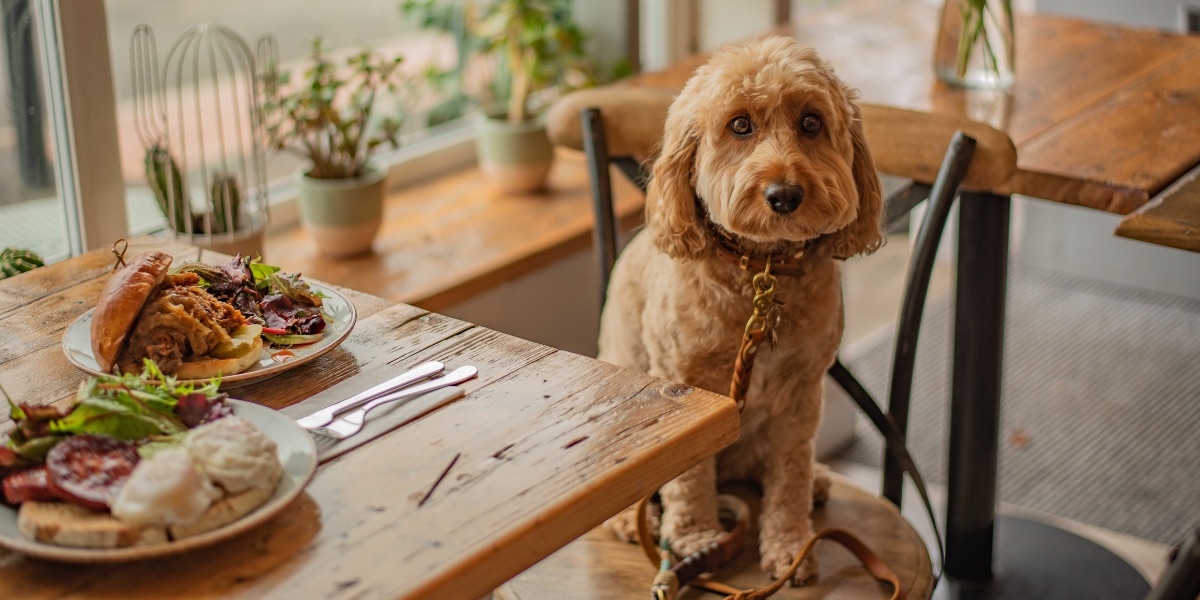 Файл:Собака в ресторане.jpg