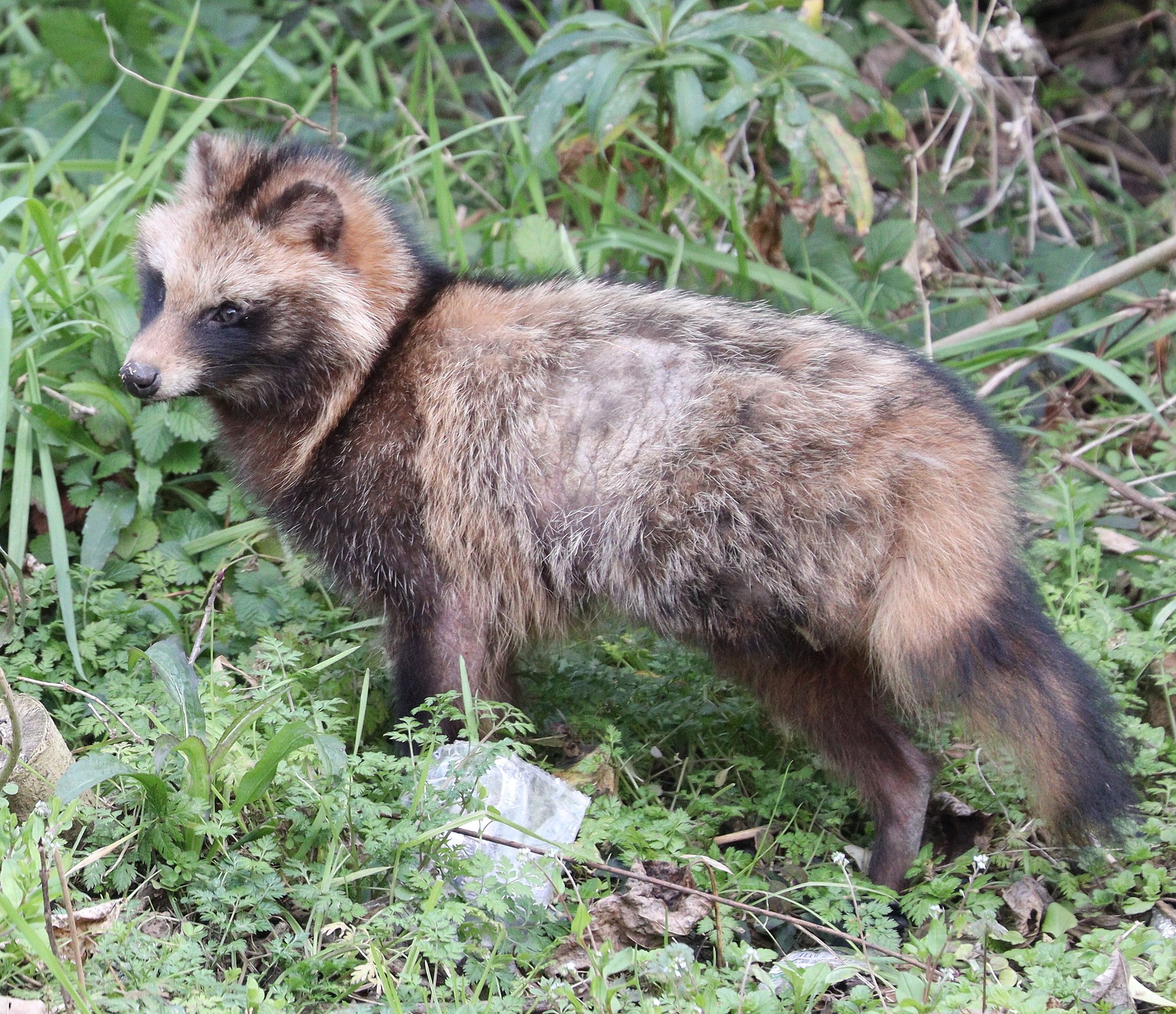 Енотовидная собака