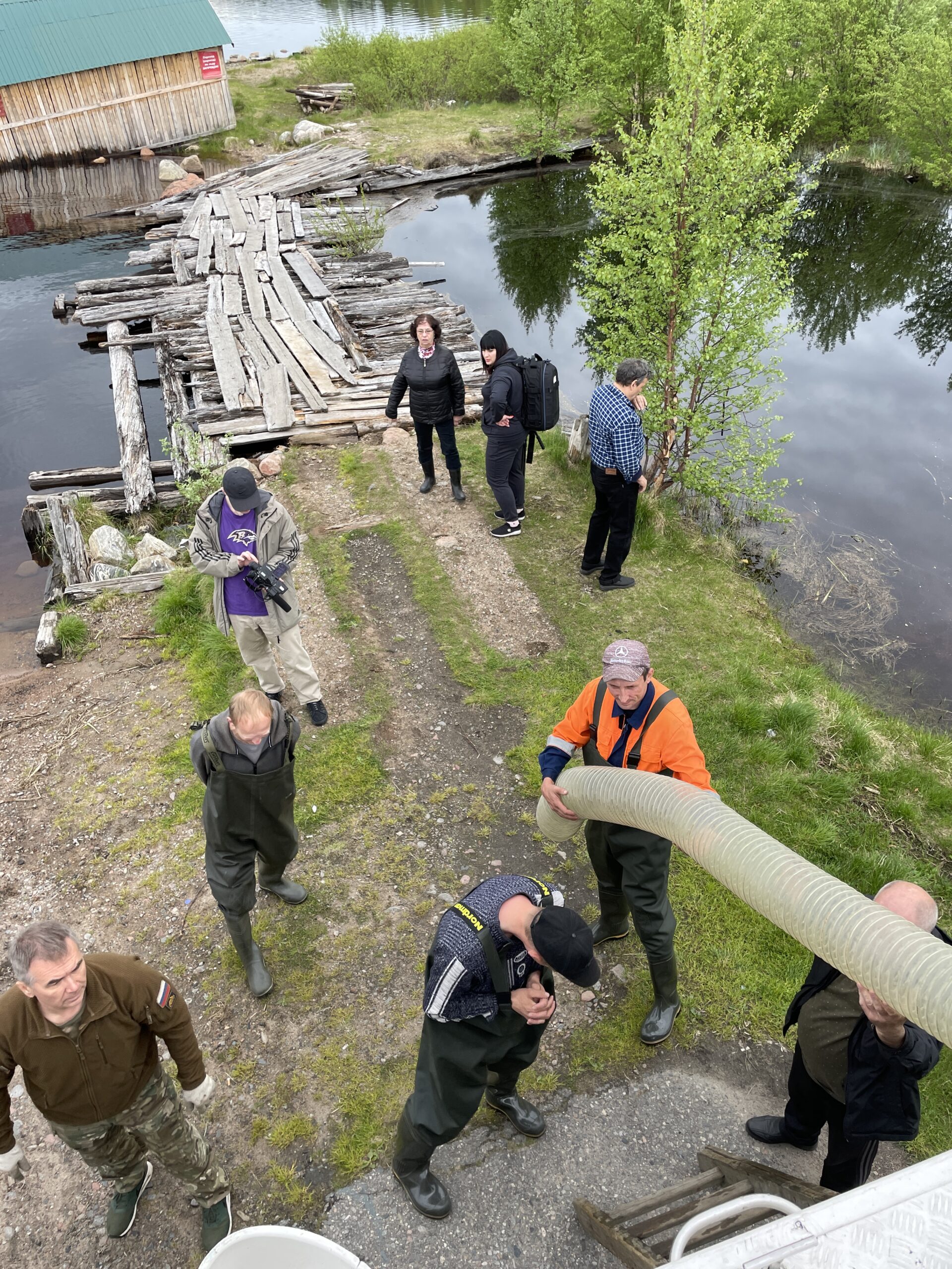 Выпуск молоди сига