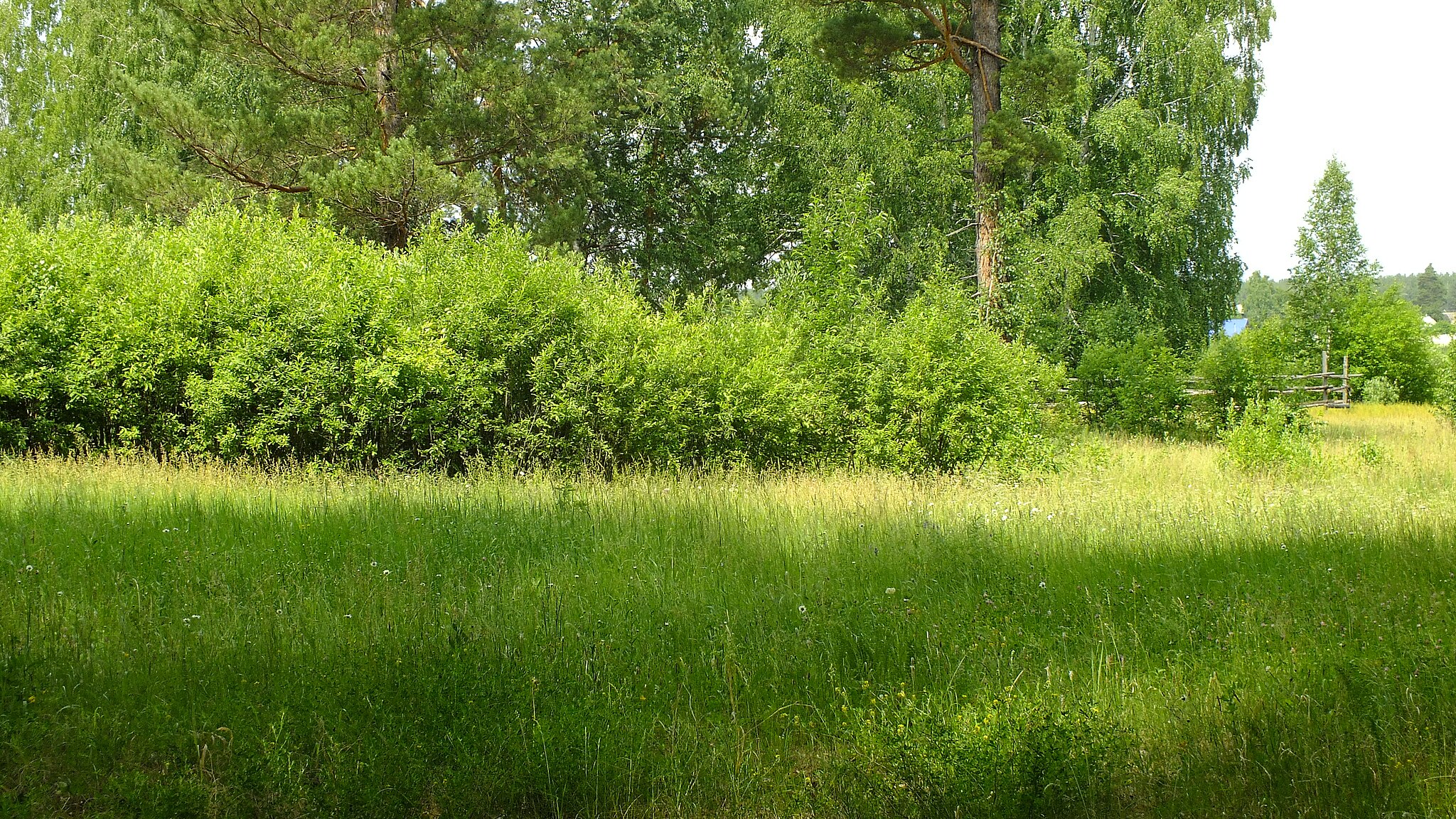 Деревня Лесная поляна, Курганская область