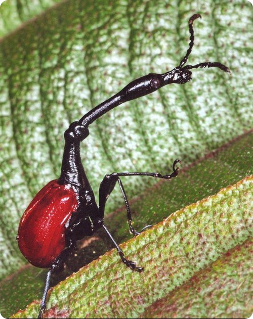 долгоносик жираф