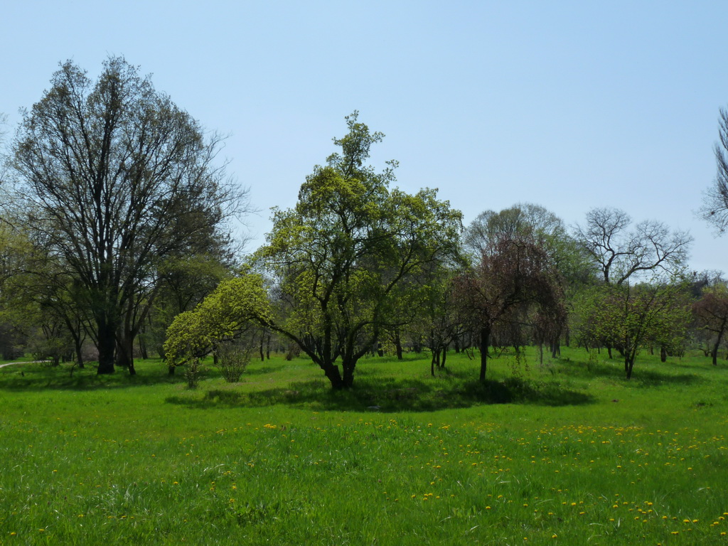 Одна из полян