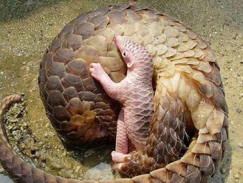 Pangolin 5.jpg