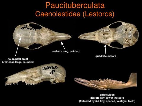 Paucituberculata.jpg