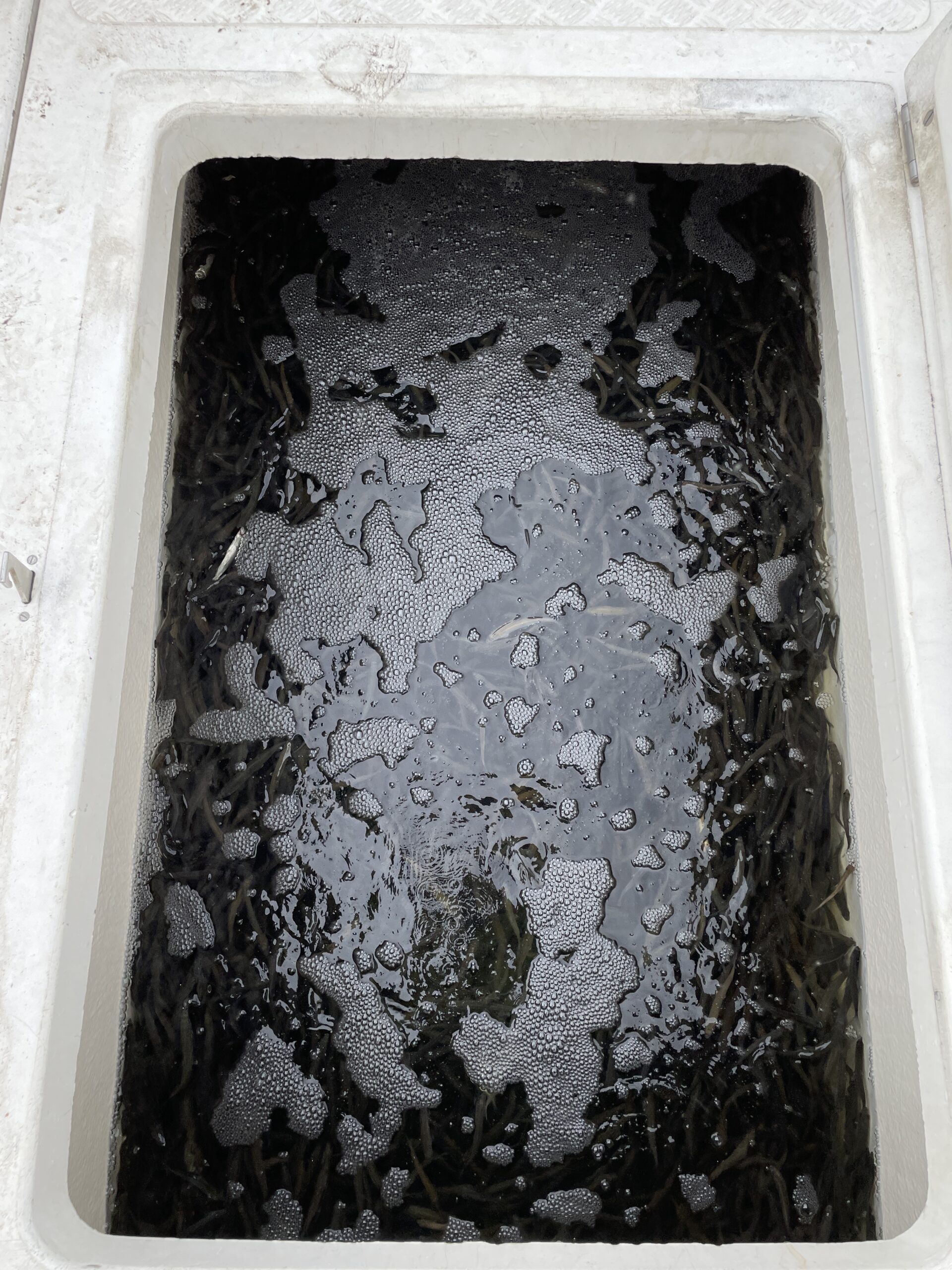 Молодь сига в контейнере