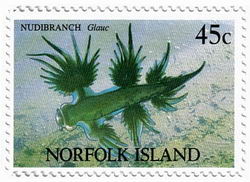 Glaucus atlanticus 6.jpg