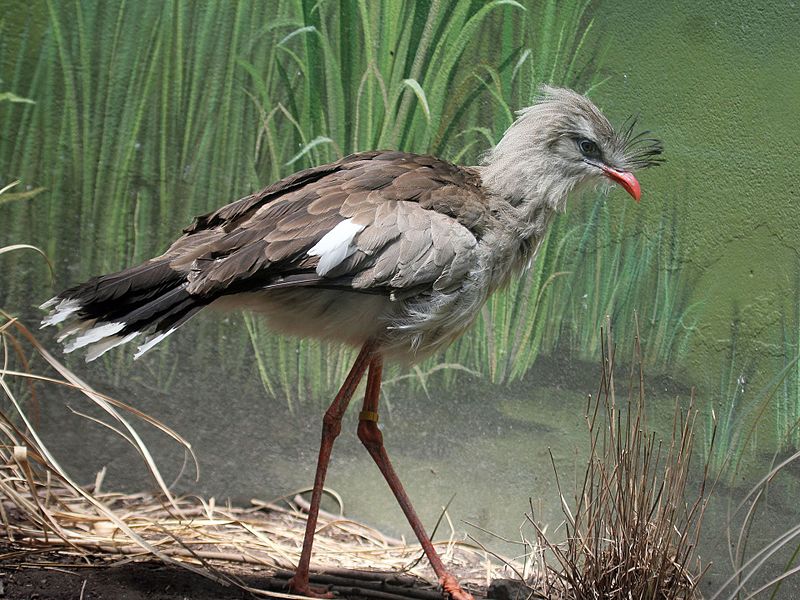 Red-legged Seriema RWD2.jpg