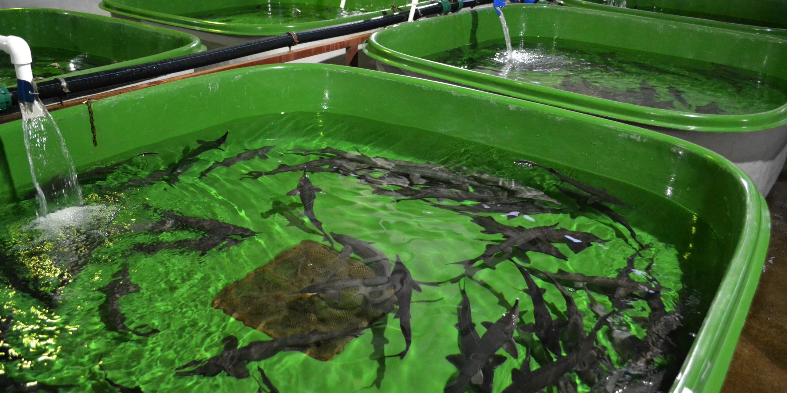 Бонтировка стерляди