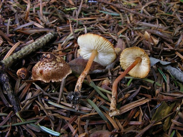 Lepiota castanea 3.jpg