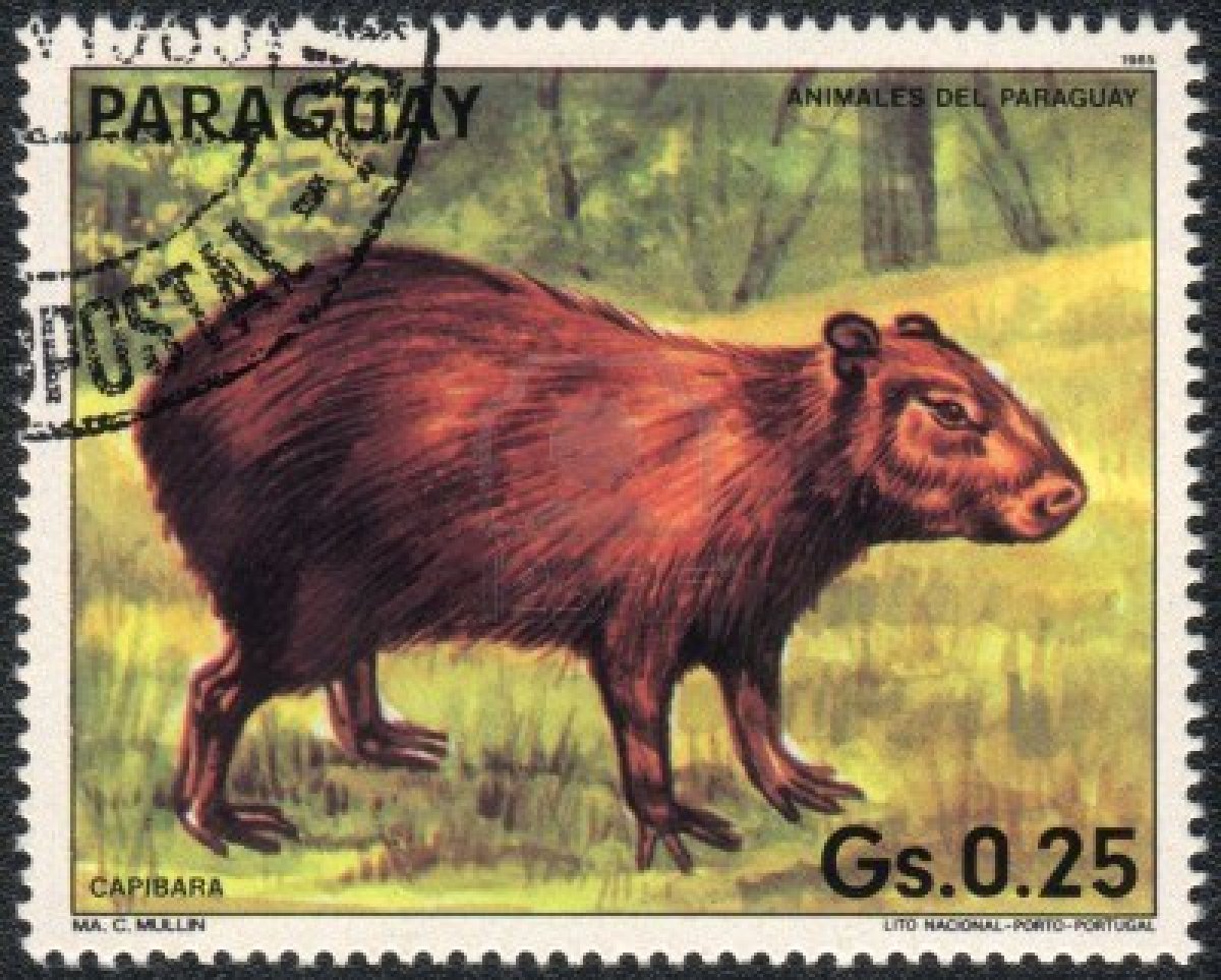 Paraguay stamp capybara.jpg