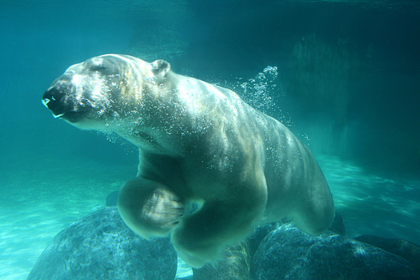 Ursus maritimus 6.jpg