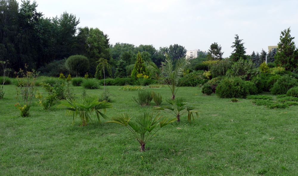 Пальмы в парке