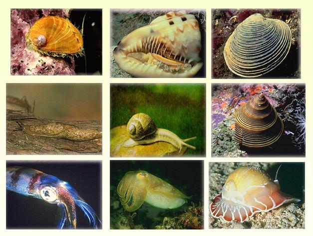 Gastropoda 2.jpg