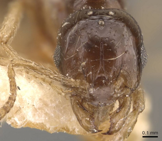 Rhoptromyrmex schmitzi casent0908778 h 1 high.jpg