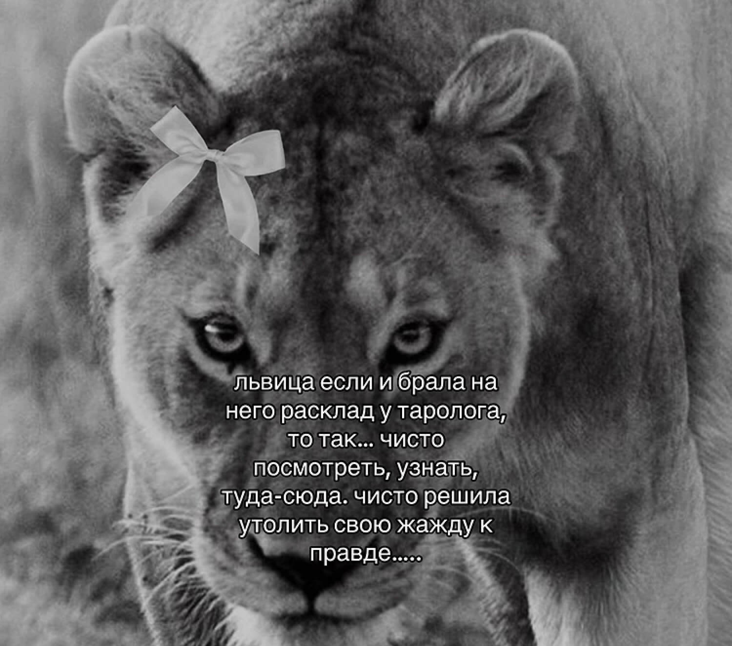 Львица.jpg