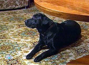 На ковре в Кремлевском кабинете