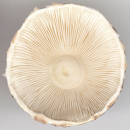 Lepiota brunneoincarnata underside of cap.jpg