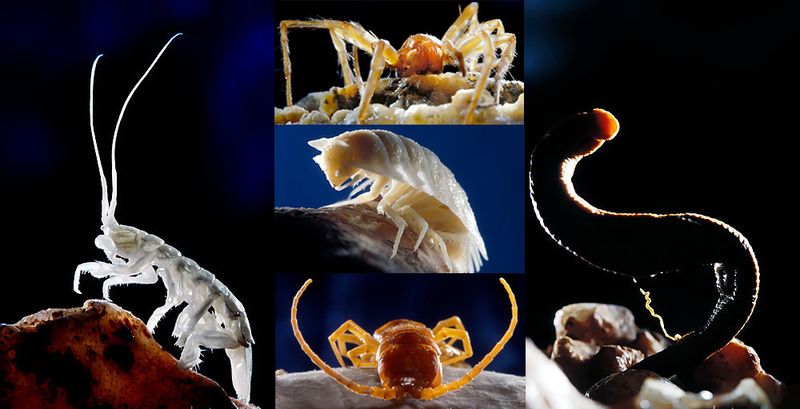 Обитатели пещеры Мовиле