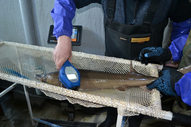 Осмотр сибирского осетра