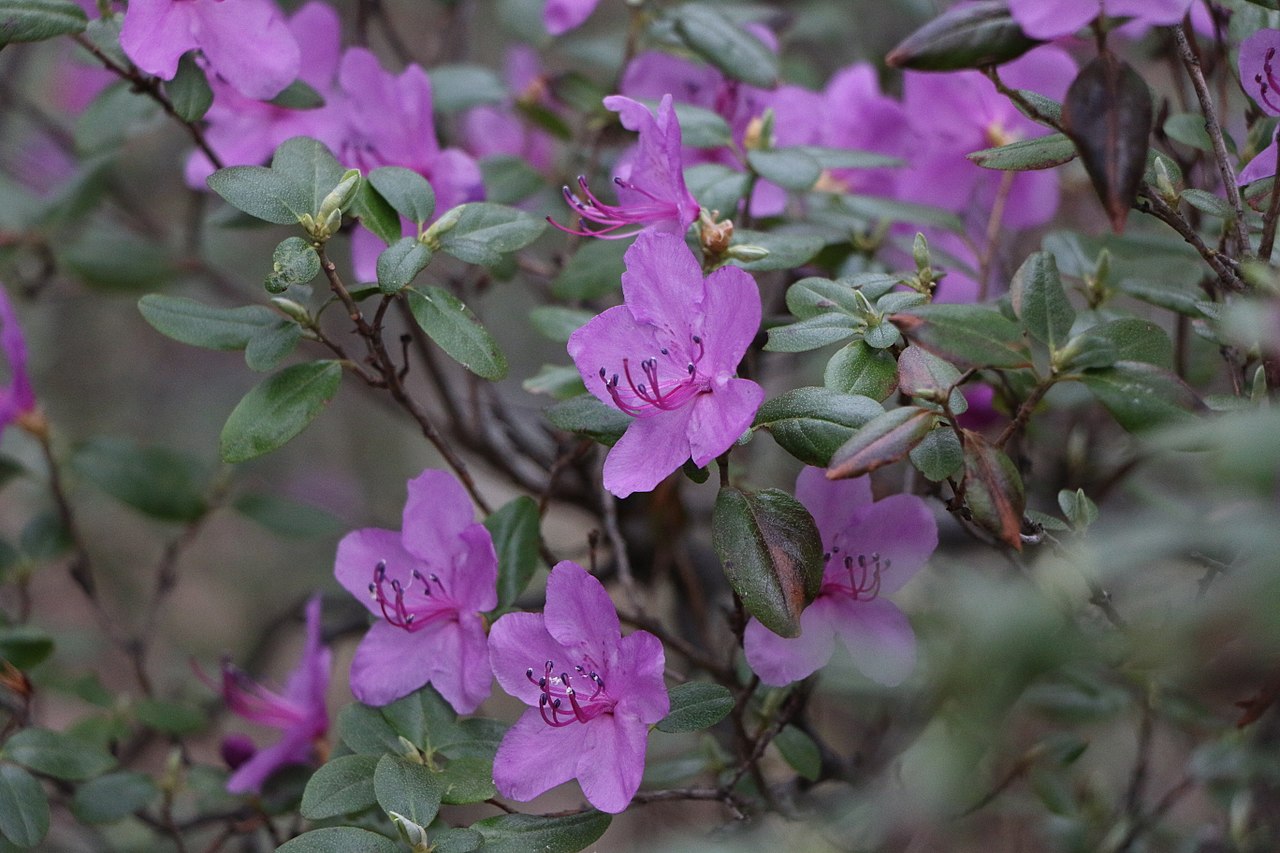 Цветок маральника 2.jpg