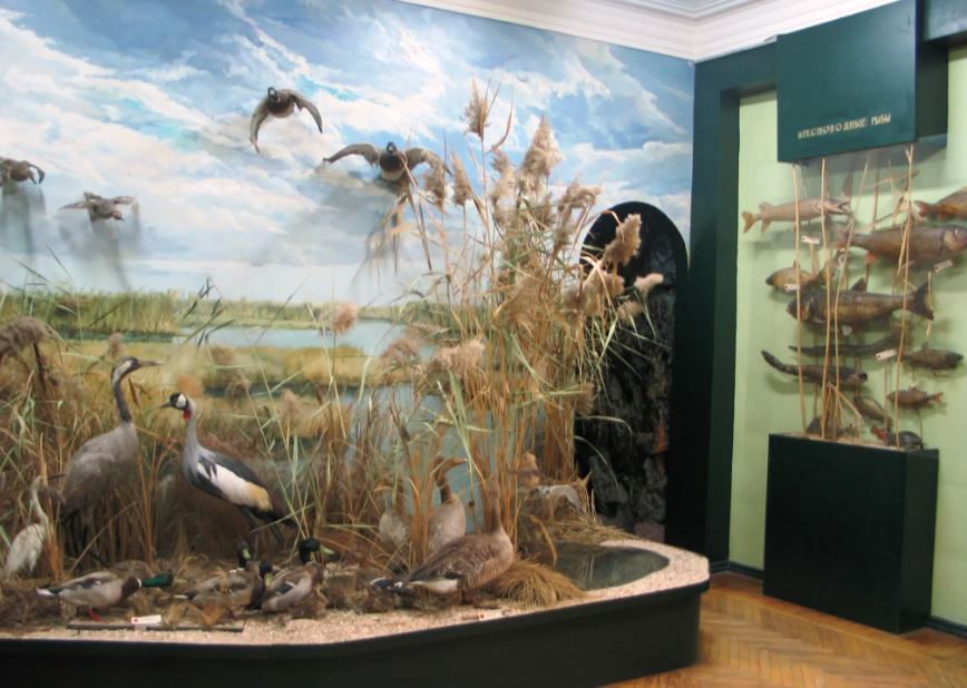 Фрагмент экспозиции зала природы. 2020-е гг.