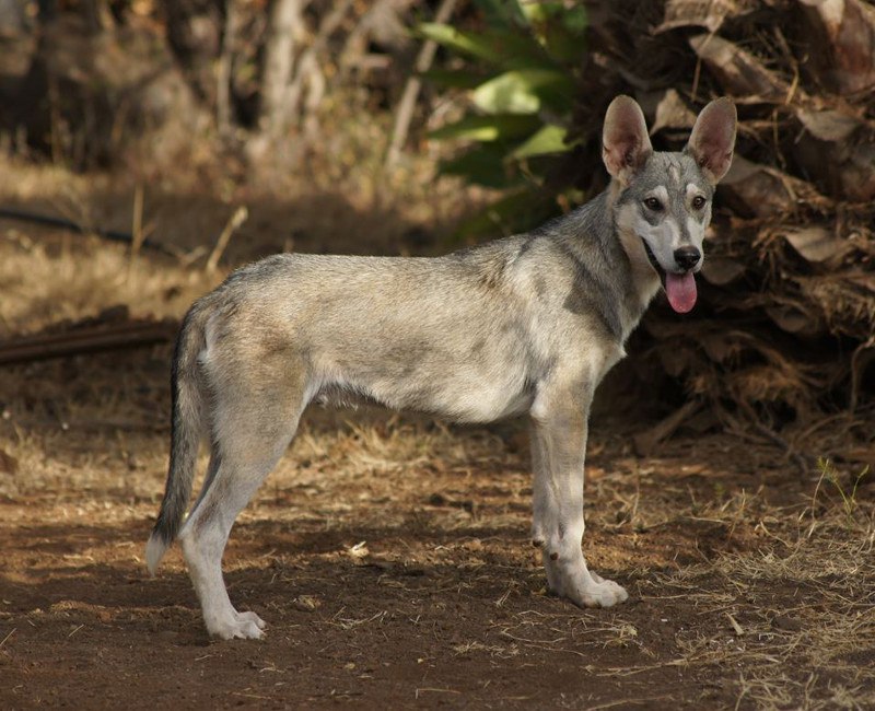 Файл:Еринейская волчья собака.jpg