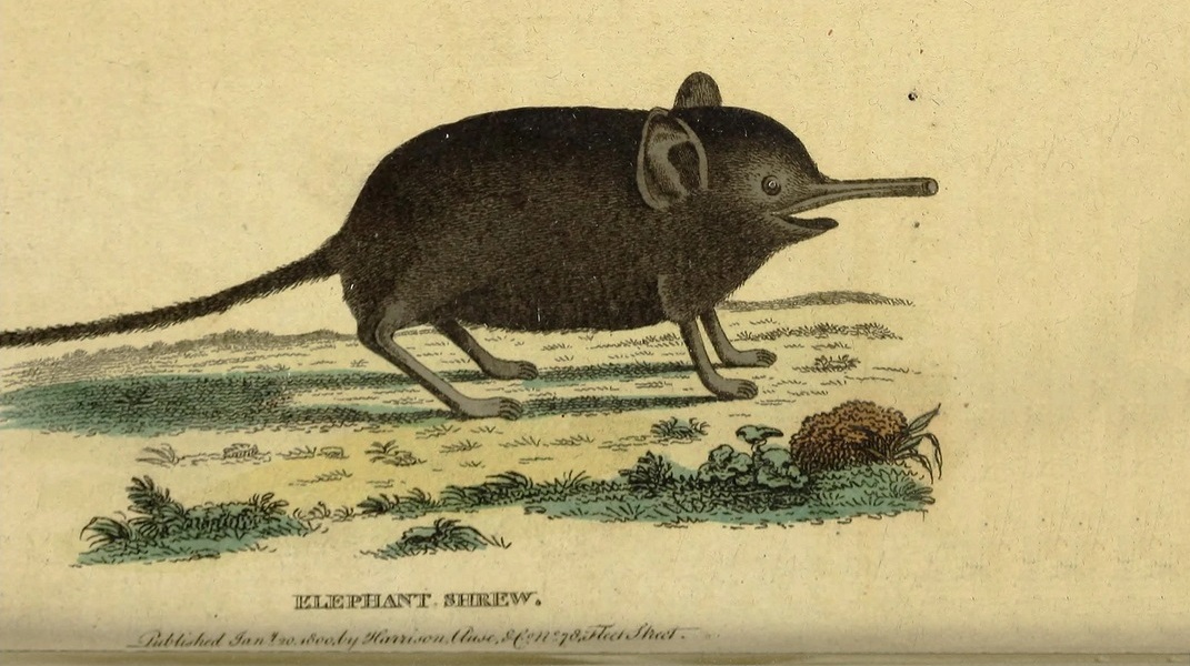 Орден Винипуха