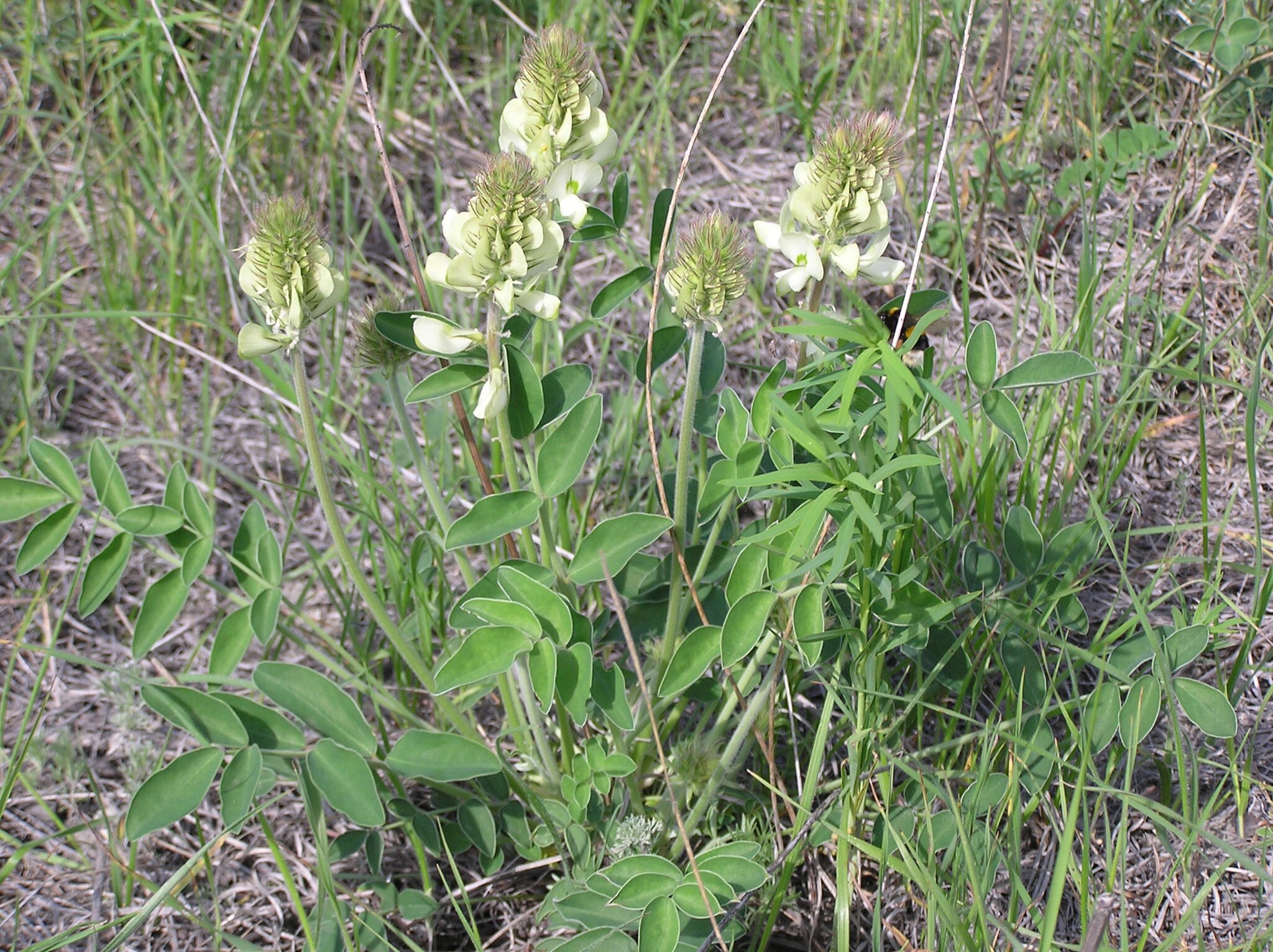Копеечник крупноцветковый