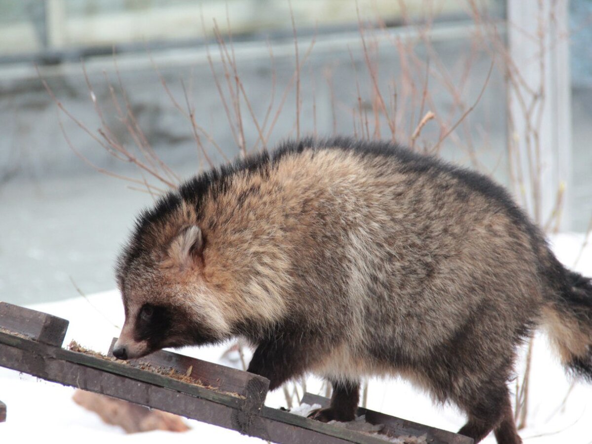 Енотовидная собака перед спячкой