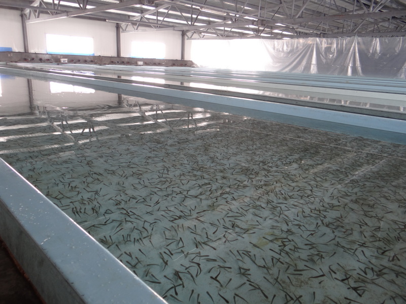 ЛРЗ Озерки3.jpg