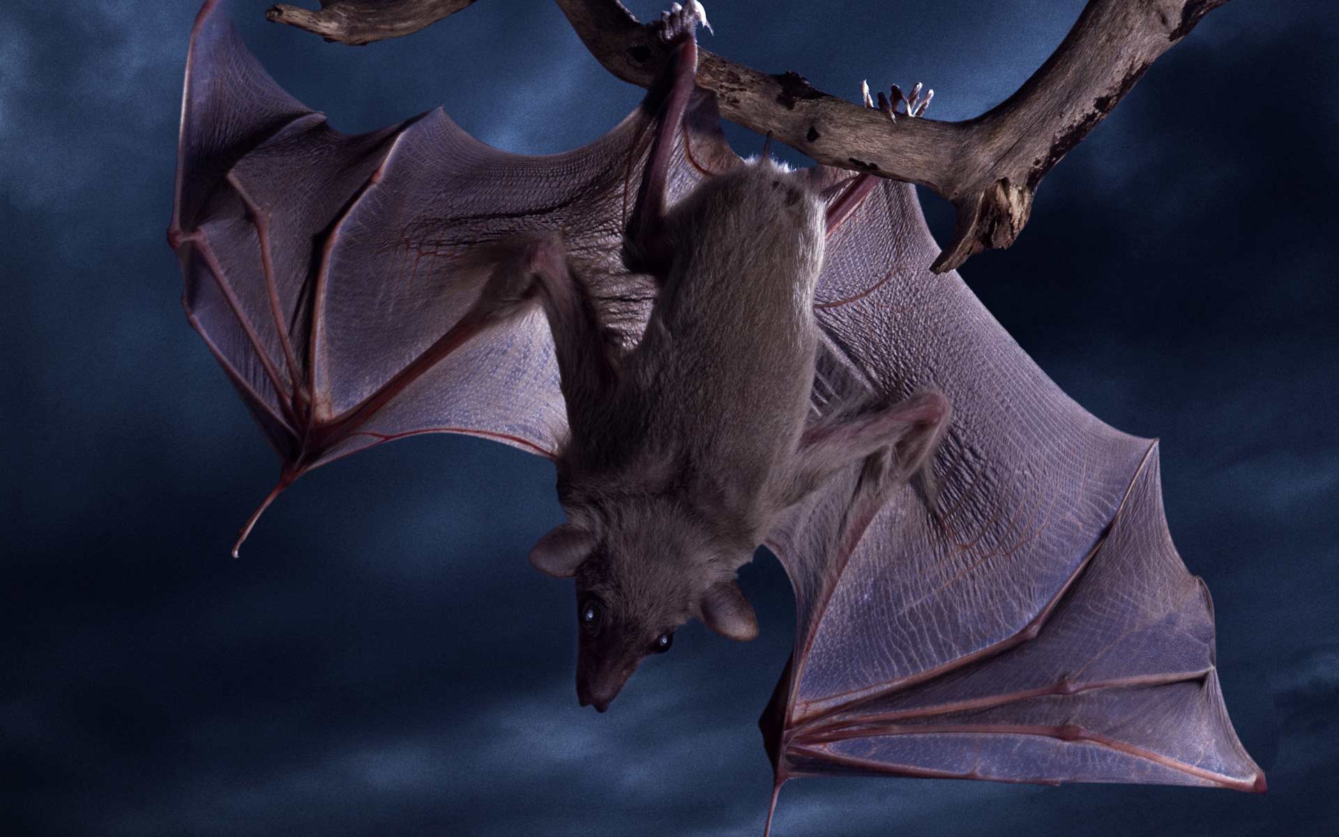 Chiroptera 2.jpg