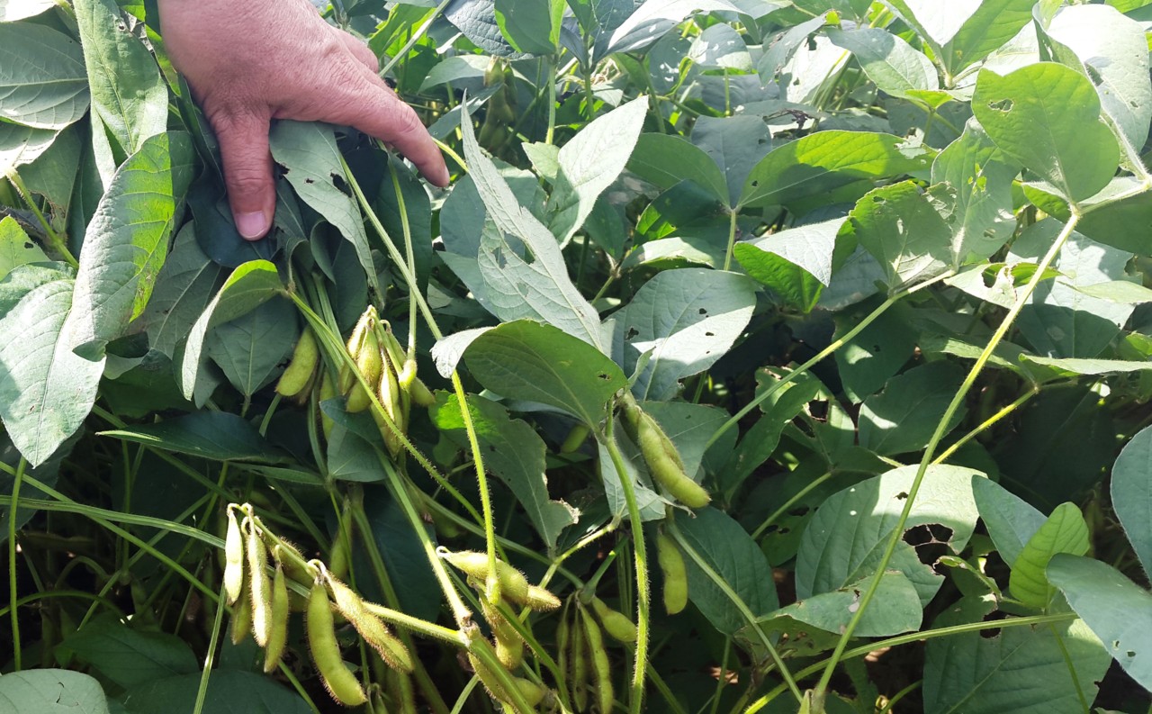 Soja en Mongomo 2.jpg