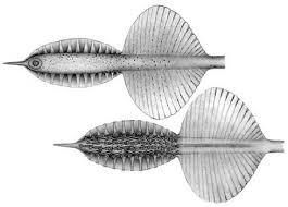 Asperoteuthis mangoldae.jpg