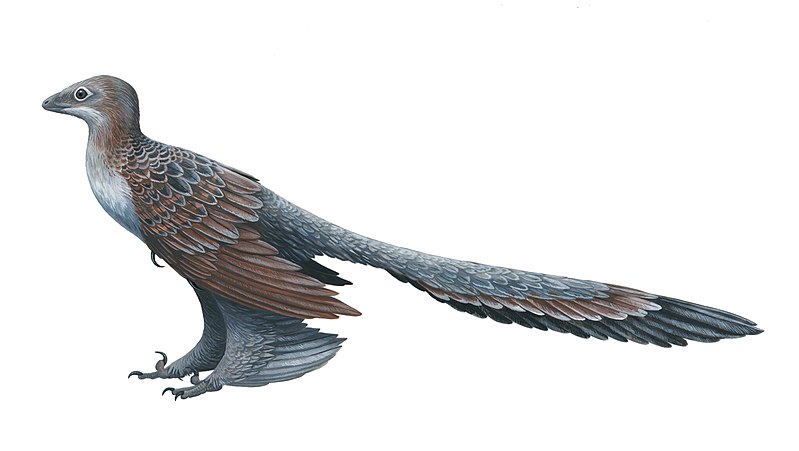 Changyuraptor.jpg