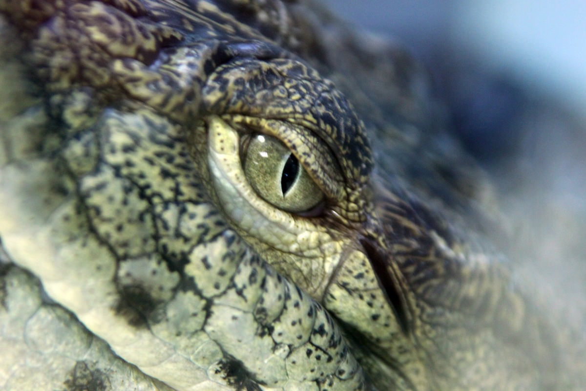 Crocodylus niloticus 4.jpg