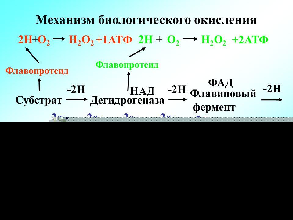 Окисление биологическое Slide 11.jpg