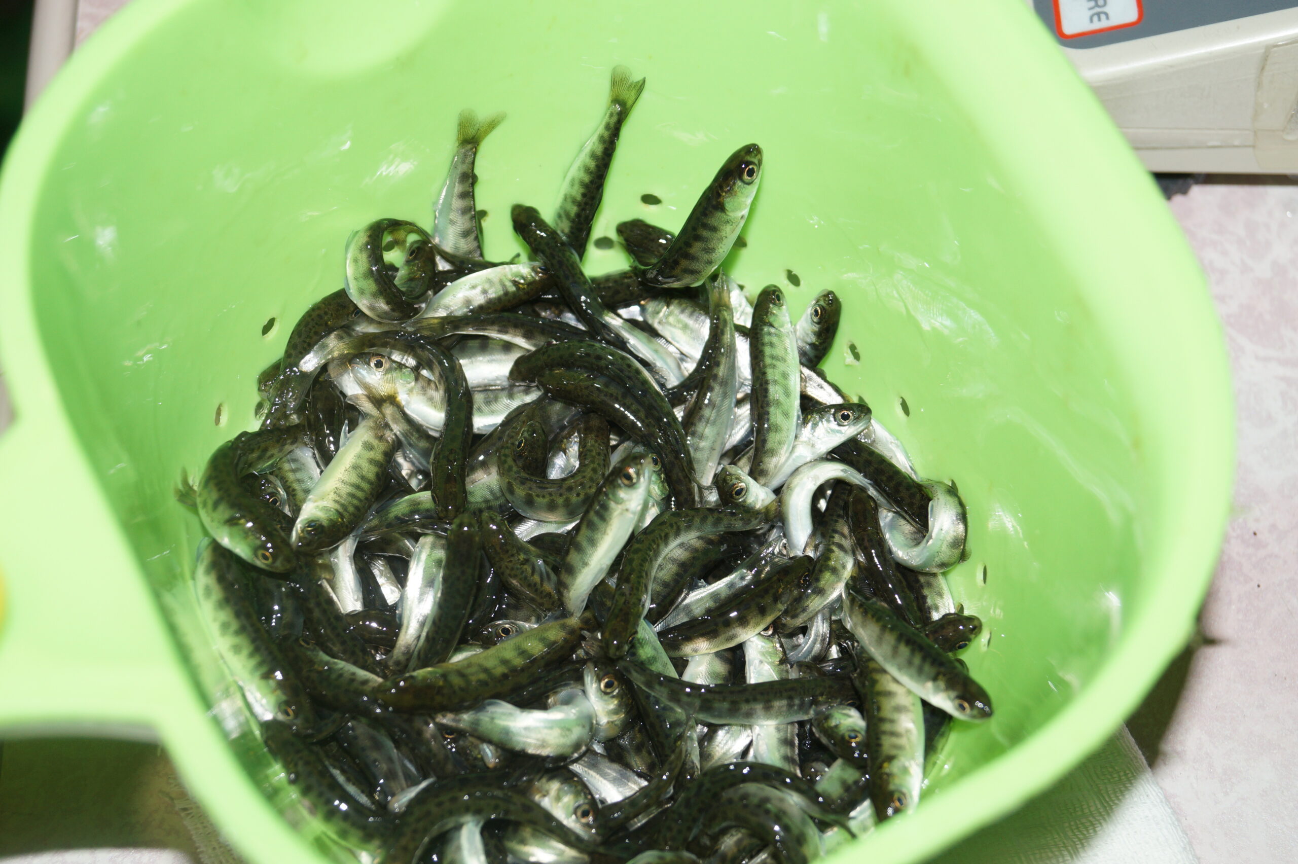 ЛРЗ Озерки6.jpg