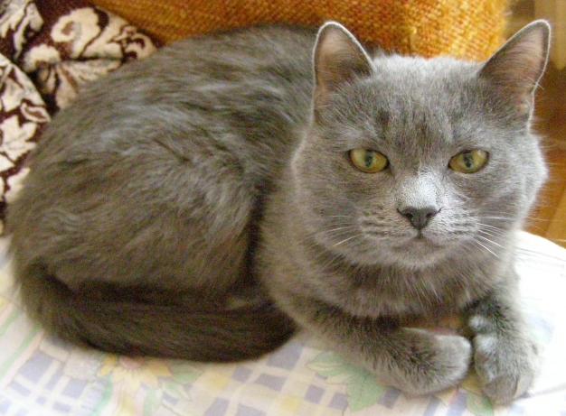 Автору 25000 статей от Анатолия и Фроси