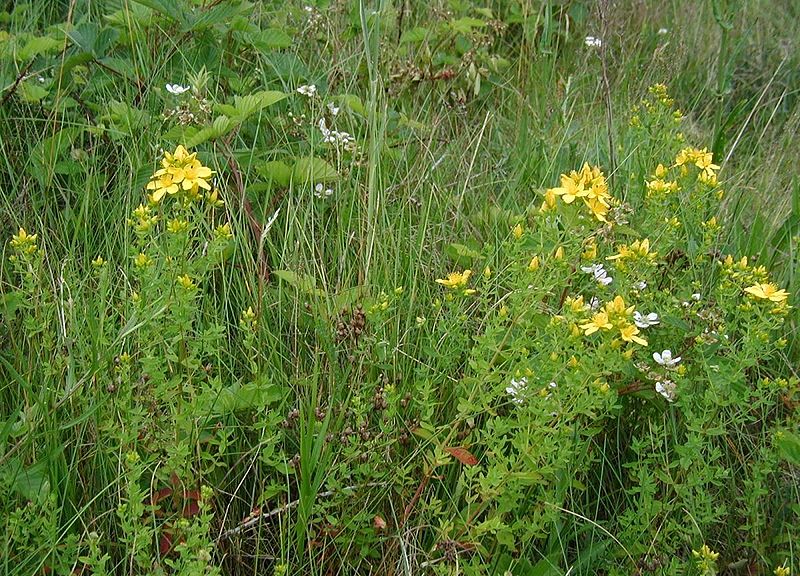 Зверобой продырявленный (Hypericum perforatum)