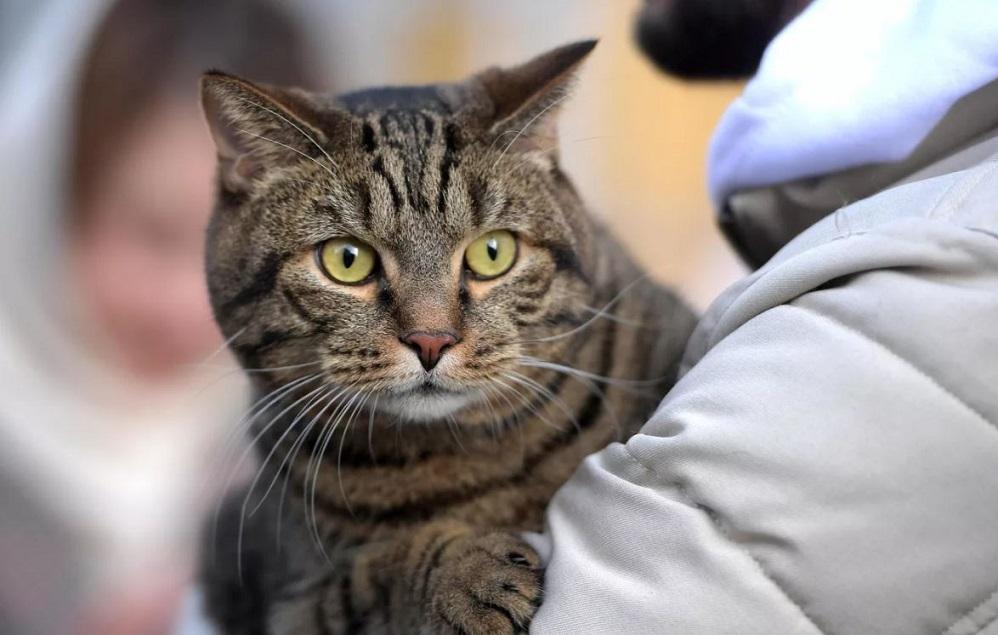 Файл:Кот Виктор.jpg