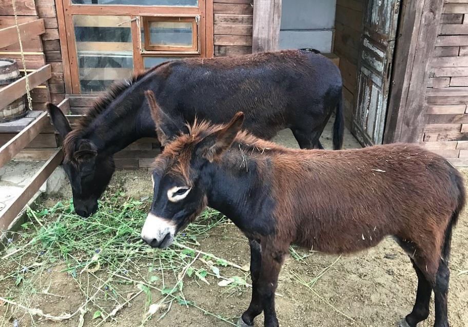 Файл:Планета осликов Ослики Загон.jpg